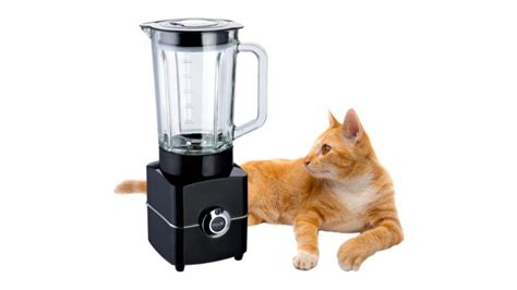 cat in blender video twitter|Cat in Blender full video (Not made from me)